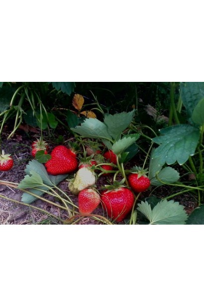 Полуниця великоплідна Дарселект